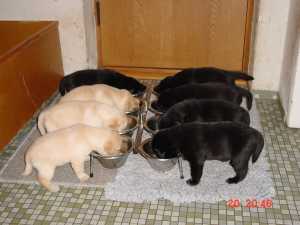 25 dage - frokost p� gr� stue...