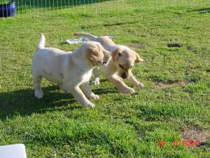 Topper og Tazita - 8 uger