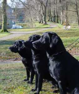 Cille - Tosca - Toby, Skjolden�sholm for�ret 2002