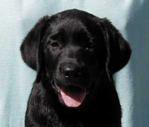 Ronja - 10 uger gammel