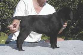 Ronja - 8 uger gammel