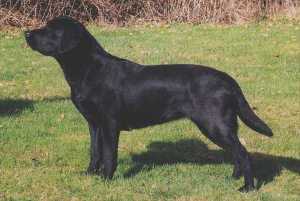 Pooles Cille - 2 �r gammel - for�ret 1998