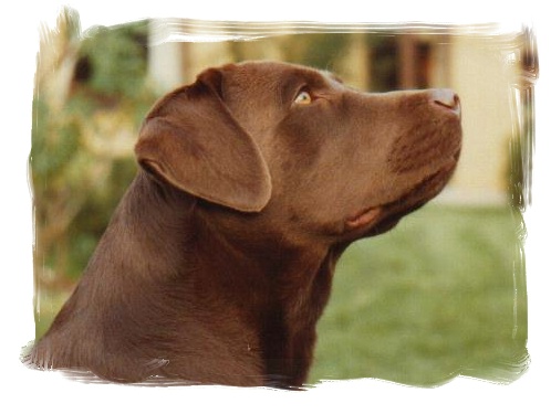 Pooles Chocolate Alpinist
