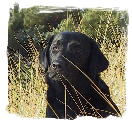 Pooles Ronja